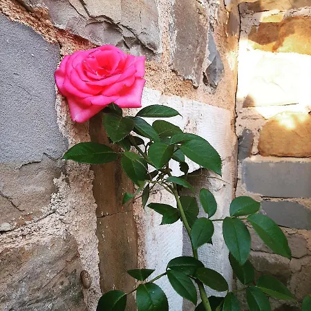 Red Rose Apartman Portoroz