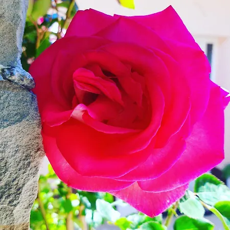 Red Rose Portoroz