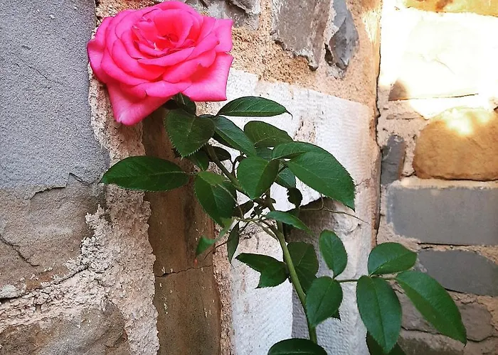 Red Rose 公寓 波尔托罗