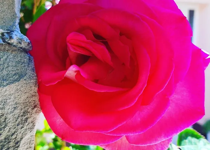 Red Rose 波尔托罗